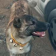 سگ نگهبانی مناسب برای گله با نژاد افغانی