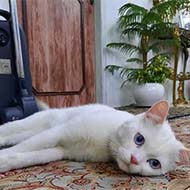 گربه چشم آبی پرشین برفی رنگ