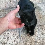 گربه سیاه شیطون و بازیگوش