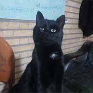 گربه سیاه خانگی