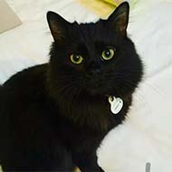 گربه سیاه خانگی مناسب برای نسل کشی
