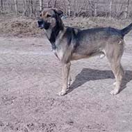 سگ گله ای نژاد عراقی