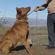 سگ نژاد عراقی خیلی درشت