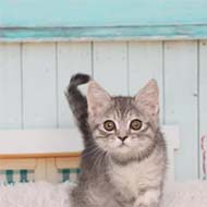 بچه گربه بریتیش همراه با مدارک کامل