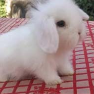 فروش خرگوش لوپ اصیل