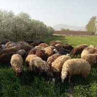 فروش 60 میش گوسفند