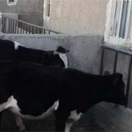 فروش گاو شیری اشتهارد