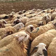 فروش 100 راس گوسفند بره دار و آبستن