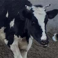 فروش یک راس گاو شیری 400 کیلویی