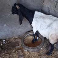 فروش بز پاکستانی دوقلوزا پر شیر