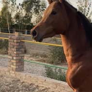 اسب وارداتی عرب مصری