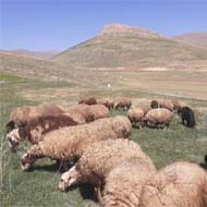 فروش گوسفند بره آبستن