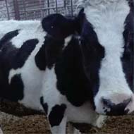 فروش یک راس گاو شیری آبستن 7 ماهه