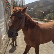فروش یک راس اسب محلی به همراه کره