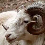 گوسفند زنده نژاد شال و افشار