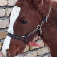 فروش یک راس کره اسب مادیان 8 ماهه