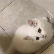 گربه پرشین سفید رنگ دال فیس