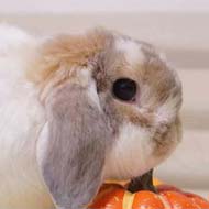 فروش خرگوش مینیاتوری با تنوع نژاد و رنگ