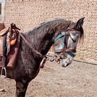 اسب یورقه 3 ساله سواری شده
