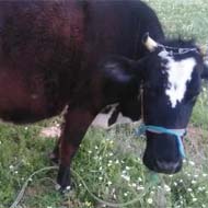 فروش دو راس گاو به همراه گوساله