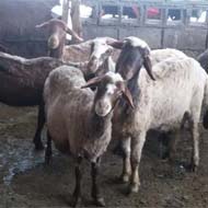فروش 6 راس گوسفند بره دار