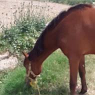 اسب عرب 1 ساله سر و دمگیر
