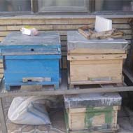 فروش کندوی زنبور عسل