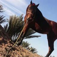 فروش اسب مادیان عرب