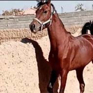 اسب نریان عرب 3 ساله
