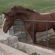 یک راس اسب سلیمی 7 ساله