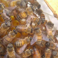 ملکه ایرانی زنبور عسل