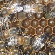 فروش زنبور عسل کارنیکا
