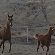 فروش اسب کرد عرب سه ساله