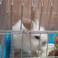 فروش خرگوش مینی لوپ به همراه قفس