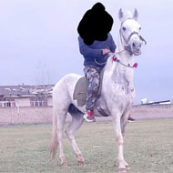 یک راس اسب نریان ترکمن