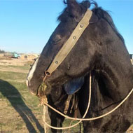 فروش اسب نریان عرب ایرانی