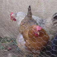 سه تا مرغ محلی تخمگذار