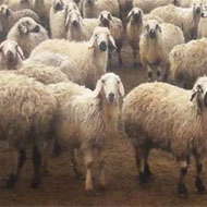 فروش گوسفند زنده شیشک و پروار