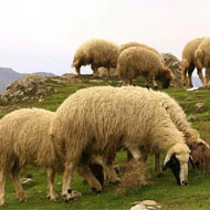 فروش گوسفند بره نرینه