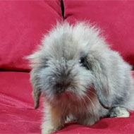 فروش بچه خرگوش لوپ دو ماهه