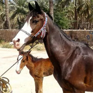 اسب باکره عرب دارای پاسپورت