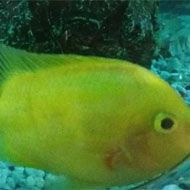 ماهی پرت زرد رنگ