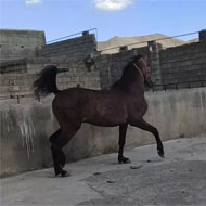 کره اسب 21 ماهه نوه کامران قدیری