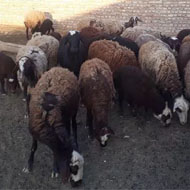 فروش 27 راس گوسفند به همراه شیشک