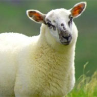 فروش گوسفند ارگانیک به صورت شبانه روزی
