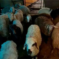فروش گوسفند زنده مغان و افشار