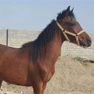 اسب خالص عرب ایرانی