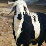 فروش گوسفند نژاد ایرانی
