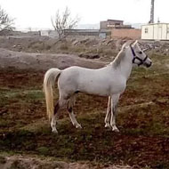 فروش اسب کرد پرخون