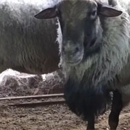 فروش تعدادی گوسفند نژاد رومانوف
